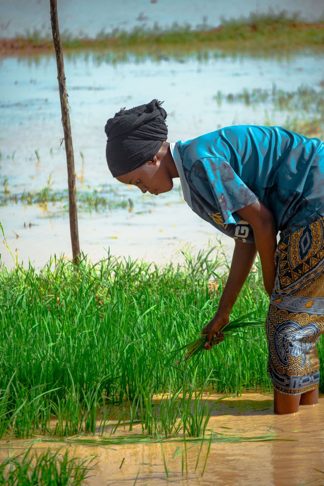 Femme travaillant au milieu des jeunes pousses dans une parcelle inondée.